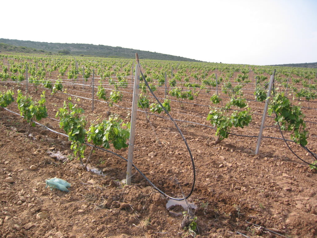 Riego por goteo en viñedos