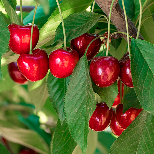 Árbol de cerezas Agroceperos