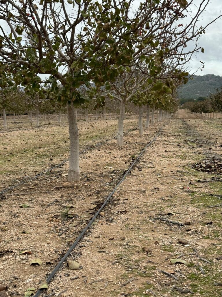 Doble hilera goteo en pistacho